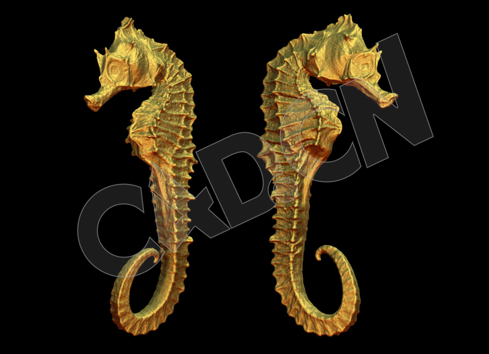 干枯海马标本雕塑C4D模型 Hippocampus - C4D之家 - 59.jpg