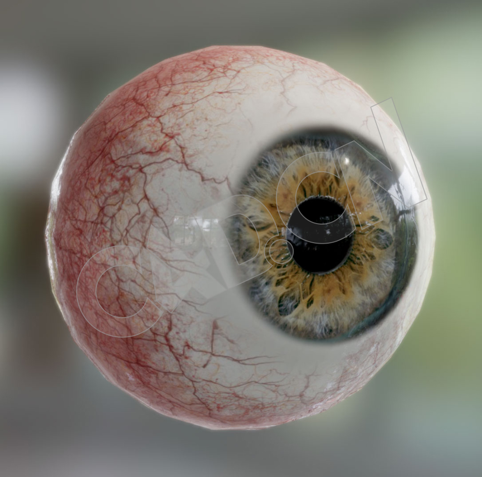 人眼珠眼球C4D模型 eye