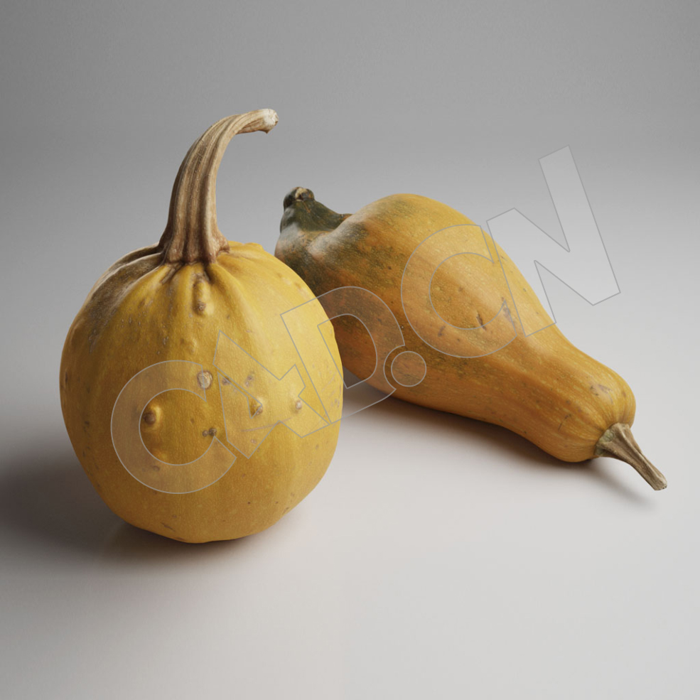 C4D成熟的黄南瓜 Pumpkin - C4D之家 - 18.jpg