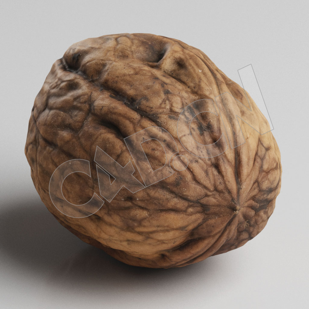 C4D坚果核桃模型 Nuts - C4D之家 - 47.jpg