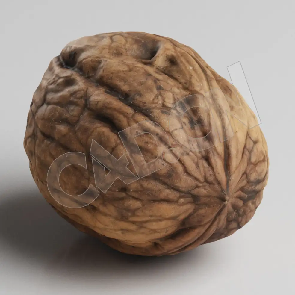 C4D坚果核桃模型 Nuts - C4D之家 - 47.jpg