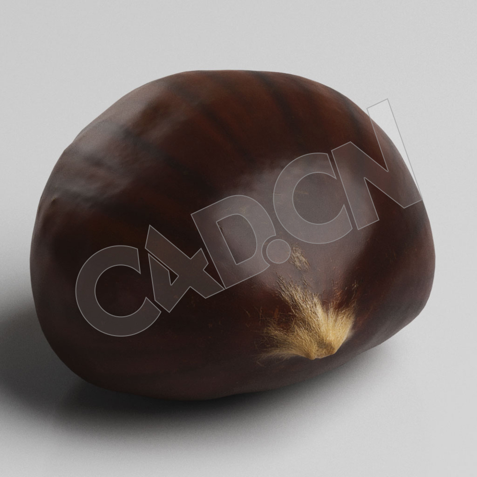 C4D板栗模型 Chestnut