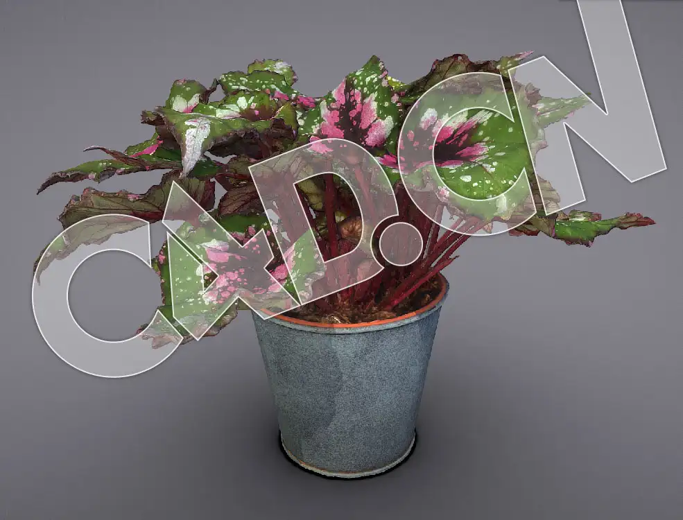 C4D秋海棠花卉盆景模型 Begonia Rex