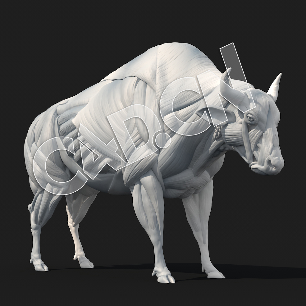 C4D公牛肌肉系统模型 BISON ECORCHE LEGS subd2 legsONLY - C4D之家 - BISON_ECORCHE_MUSCLES_High.jpg