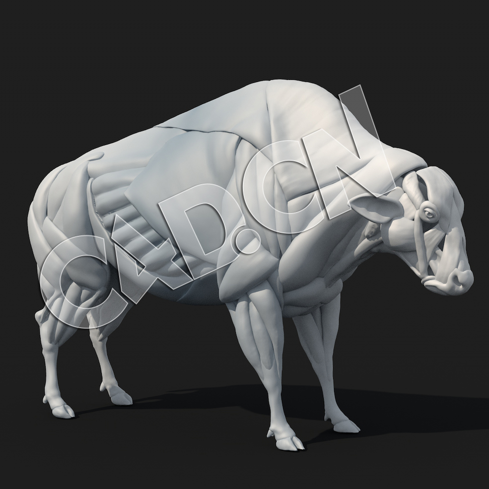 C4D野牛肌肉分布模型 BISON MUSCLES