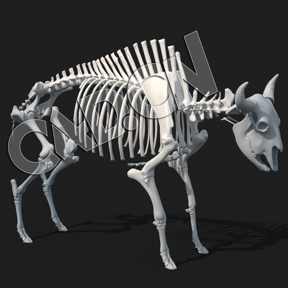 C4D黄牛骨架模型 BISON SKELETON - C4D之家 - BISON_SKELETON.jpg