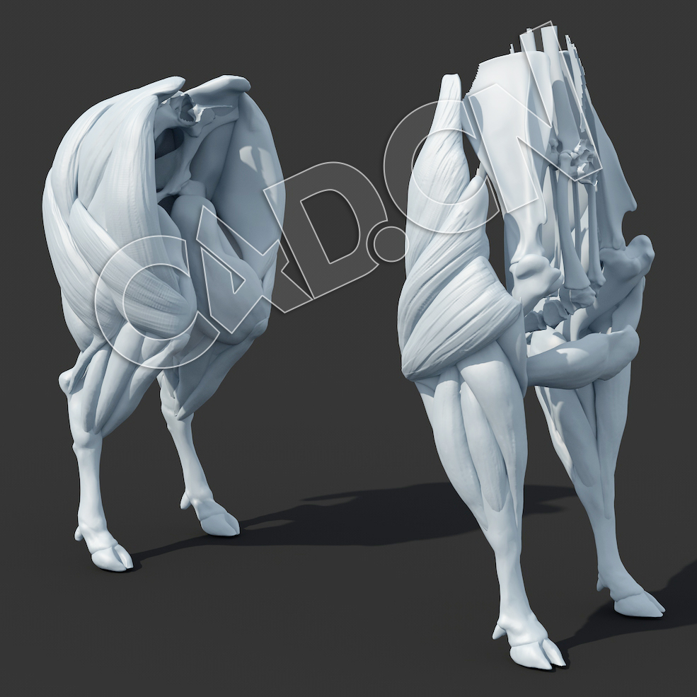 C4D黄牛前后腿肌肉模型 LEGS subd2 legsONLY - C4D之家 - LEGS_subd2_legsONLY_proOptimized55.jpg