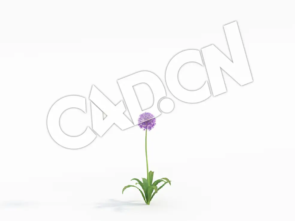 C4D单株大花葱吉安花紫色花卉模型 Allium_B - C4D之家 - 02.jpg