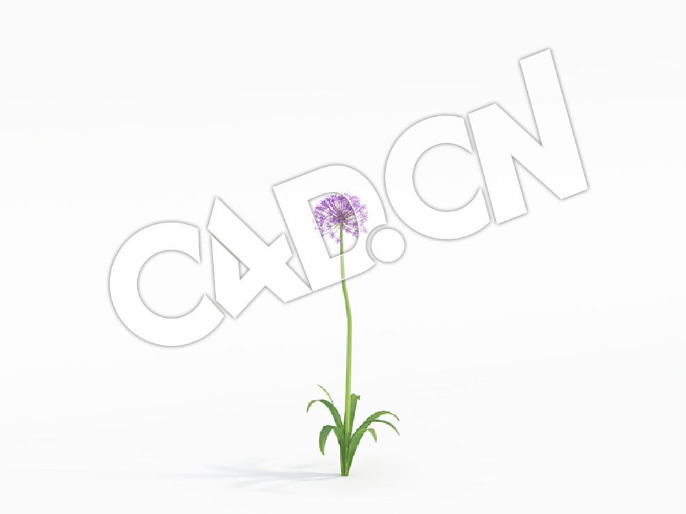 C4D大花葱高葱模型 Allium_D - C4D之家 - 04.jpg