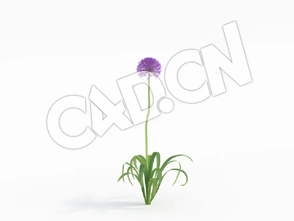 C4D一株紫色大花球大花葱花卉模型 Allium_F - C4D之家 - 06.jpg