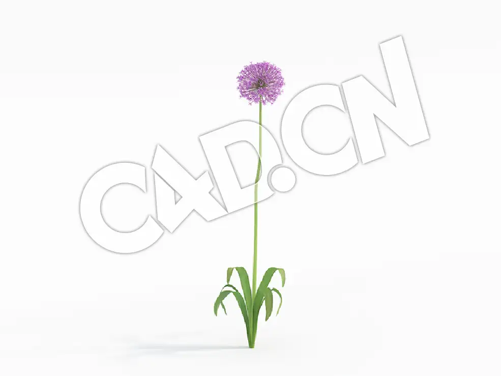 C4D公园花卉吉安花大花葱模型 Allium_G - C4D之家 - 07.jpg