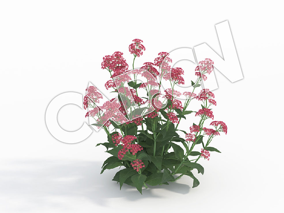 C4D满山香缬草模型Centranthus_F - C4D之家 - 16.jpg