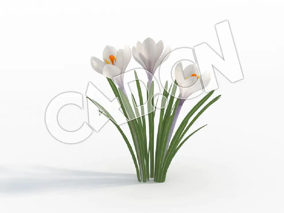 C4D白色番红花藏红花花卉模型 Crocus_A - C4D之家 - 21.jpg