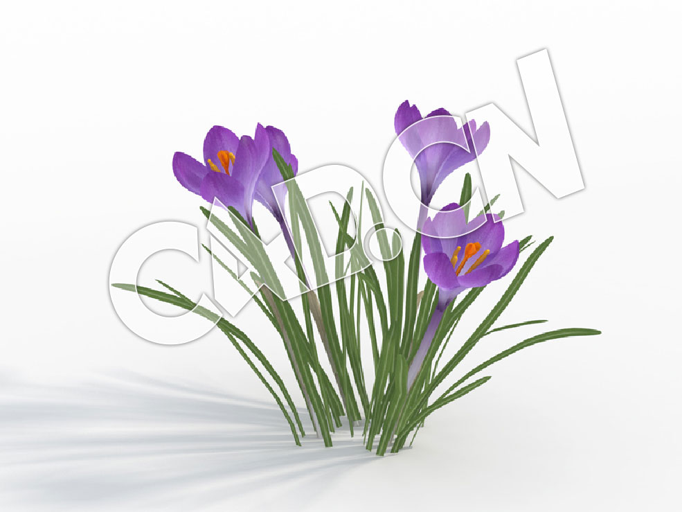 C4D紫色藏红花番红花景观花卉模型 Crocus_B
