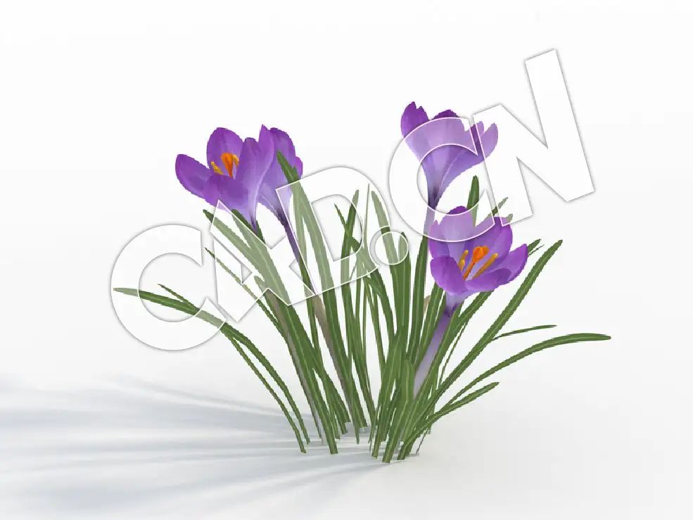 C4D紫色藏红花番红花景观花卉模型 Crocus_B - C4D之家 - 22.jpg