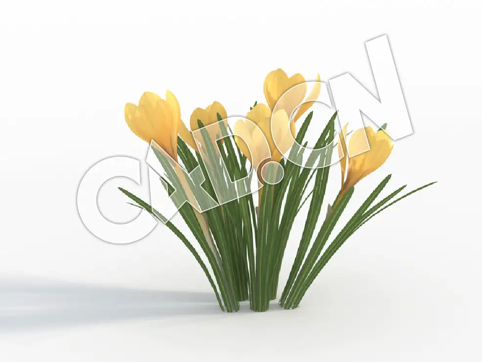 C4D黄色西红花番红花景观花卉模型 Crocus_C
