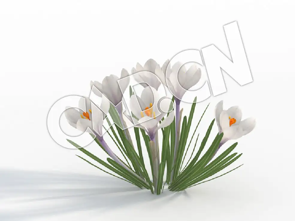 C4D白色番红花藏红花景观花卉模型Crocus_D