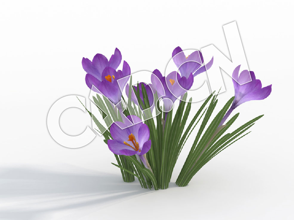 C4D紫色番红花模型 Crocus_E