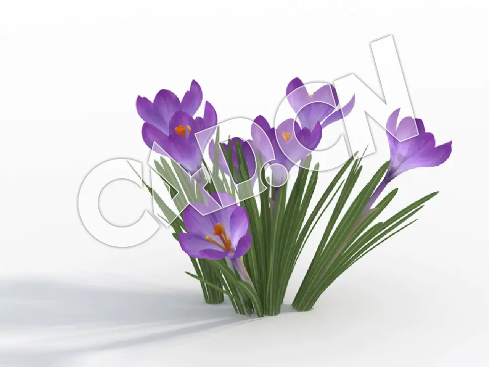 C4D紫色番红花模型 Crocus_E