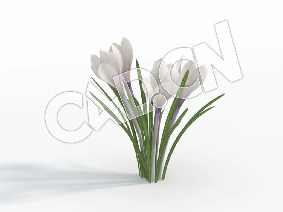 C4D白色藏红花模型 Crocus_G