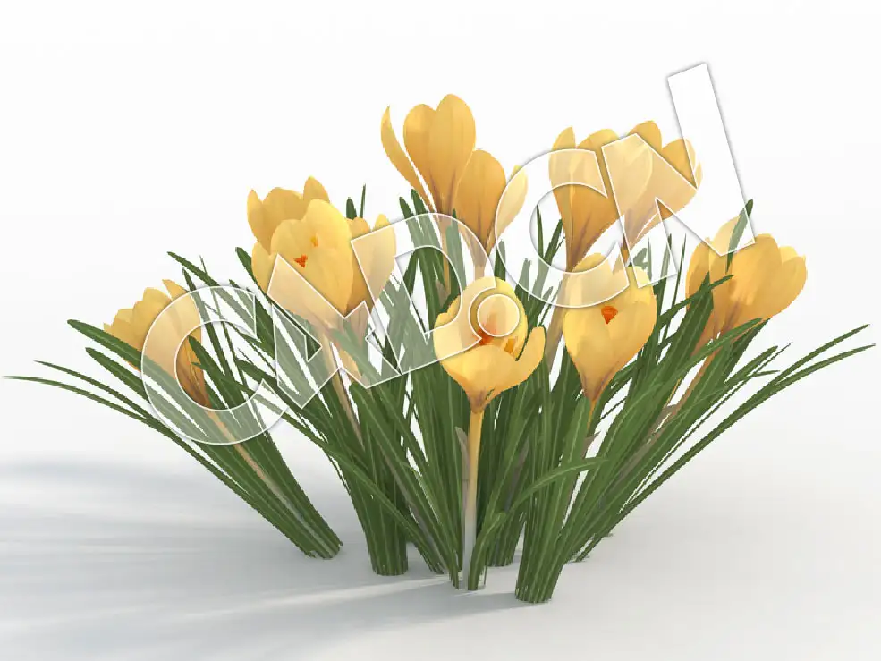 C4D黄色藏红花模型 Crocus_I