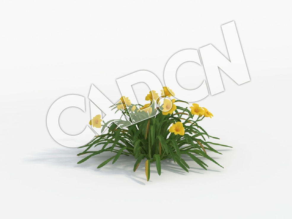 C4D黄色萱草花模型 Hemerocallis_A - C4D之家 - 31.jpg