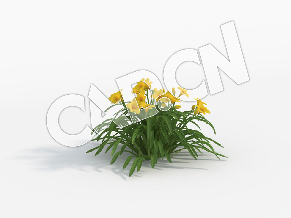 C4D常绿萱草黄花模型 Hemerocallis_B - C4D之家 - 32.jpg
