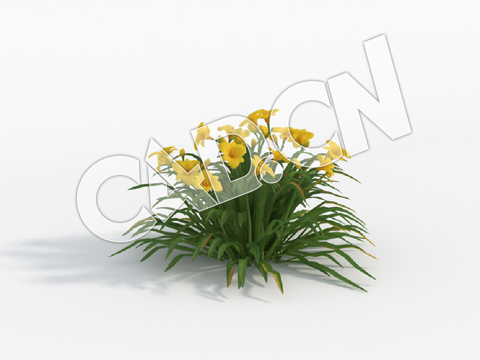 C4D金娃娃萱草黄色花卉模型 Hemerocallis_C - C4D之家 - 33.jpg