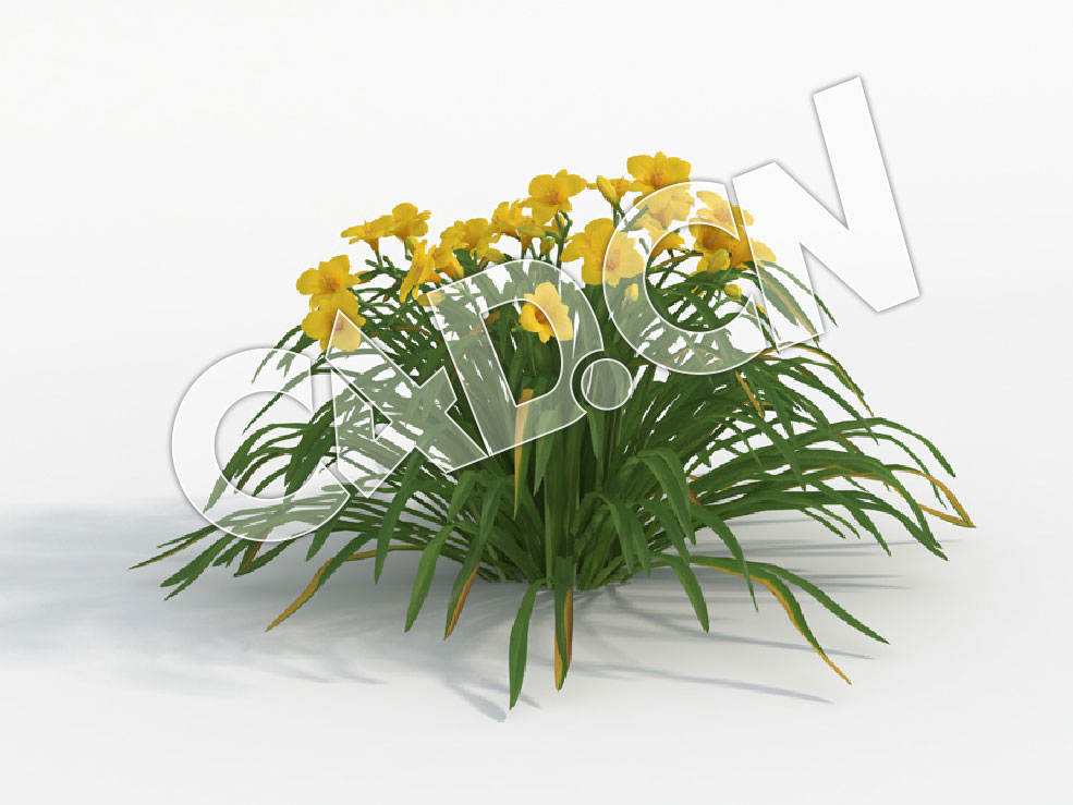 C4D黄色花忘萱草模型 Hemerocallis_E - C4D之家 - 35.jpg