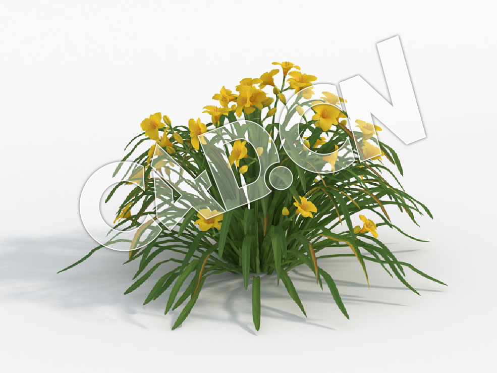 C4D大苞萱草黄花模型 Hemerocallis_G - C4D之家 - 37.jpg