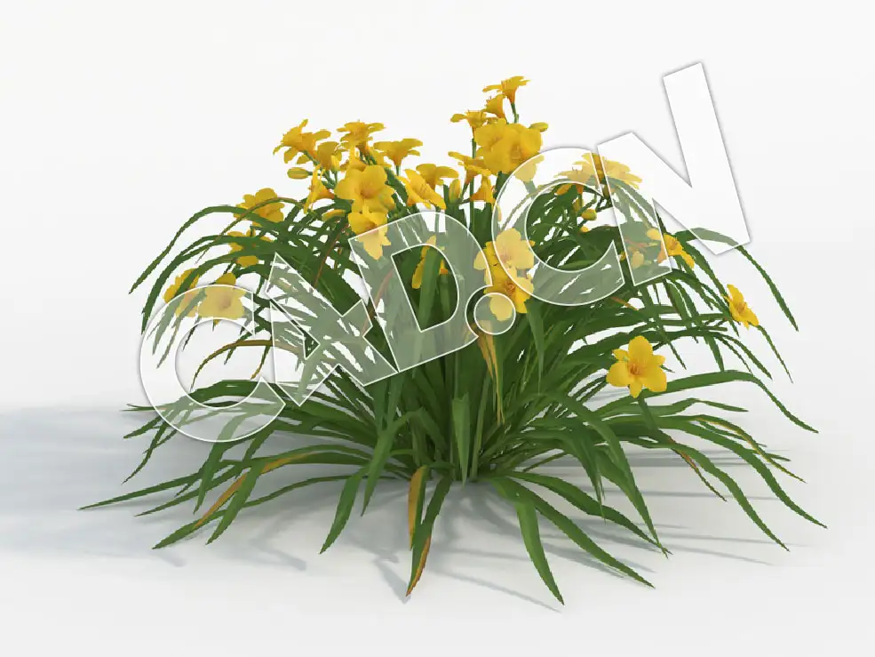 C4D小黄花菜萱草花卉模型 Hemerocallis_H - C4D之家 - 38.jpg