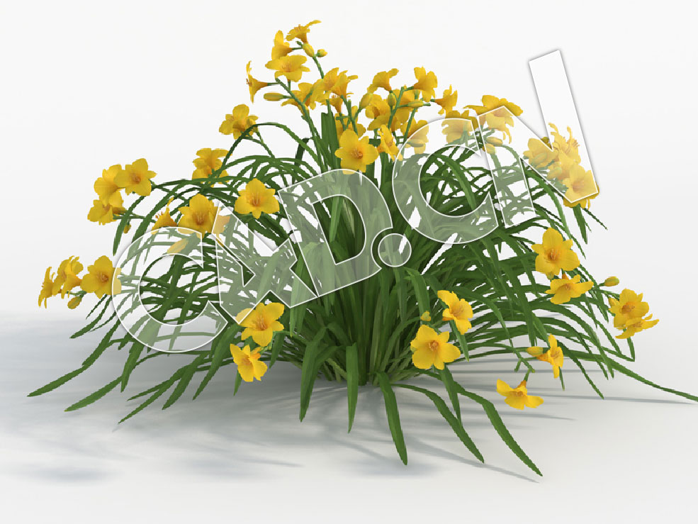 C4D黄花常绿萱草模型 Hemerocallis_I - C4D之家 - 39.jpg