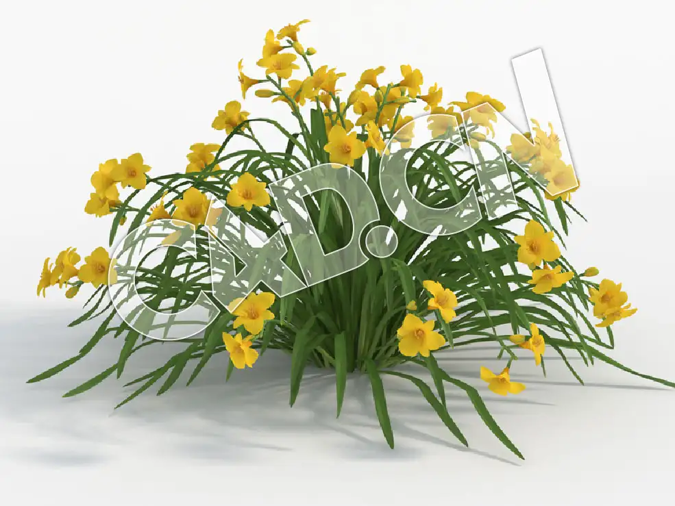 C4D黄花常绿萱草模型 Hemerocallis_I