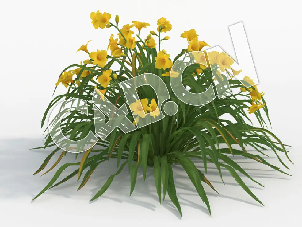 C4D公园花卉萱草模型 Hemerocallis_J