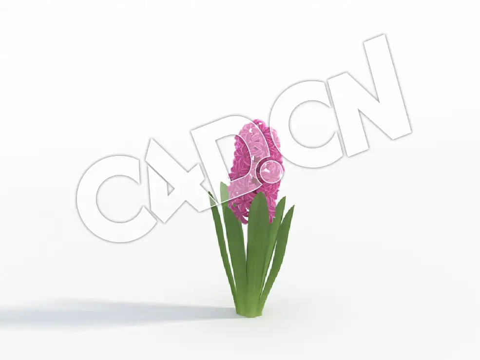 C4D安娜妮莎风信子花卉模型 Hyacinthus_B - C4D之家 - 42.jpg