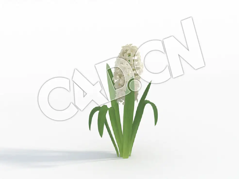 C4D白珍珠白风信子花卉模型 Hyacinthus_C - C4D之家 - 43.jpg