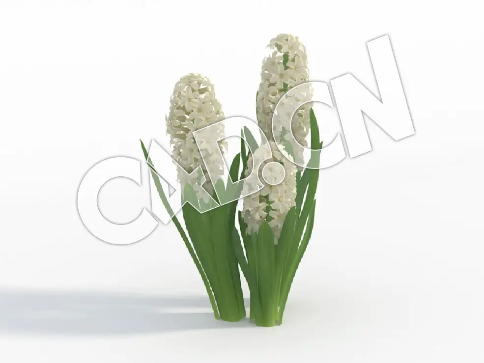 C4D白色南极风信子花卉模型 Hyacinthus_F - C4D之家 - 46.jpg