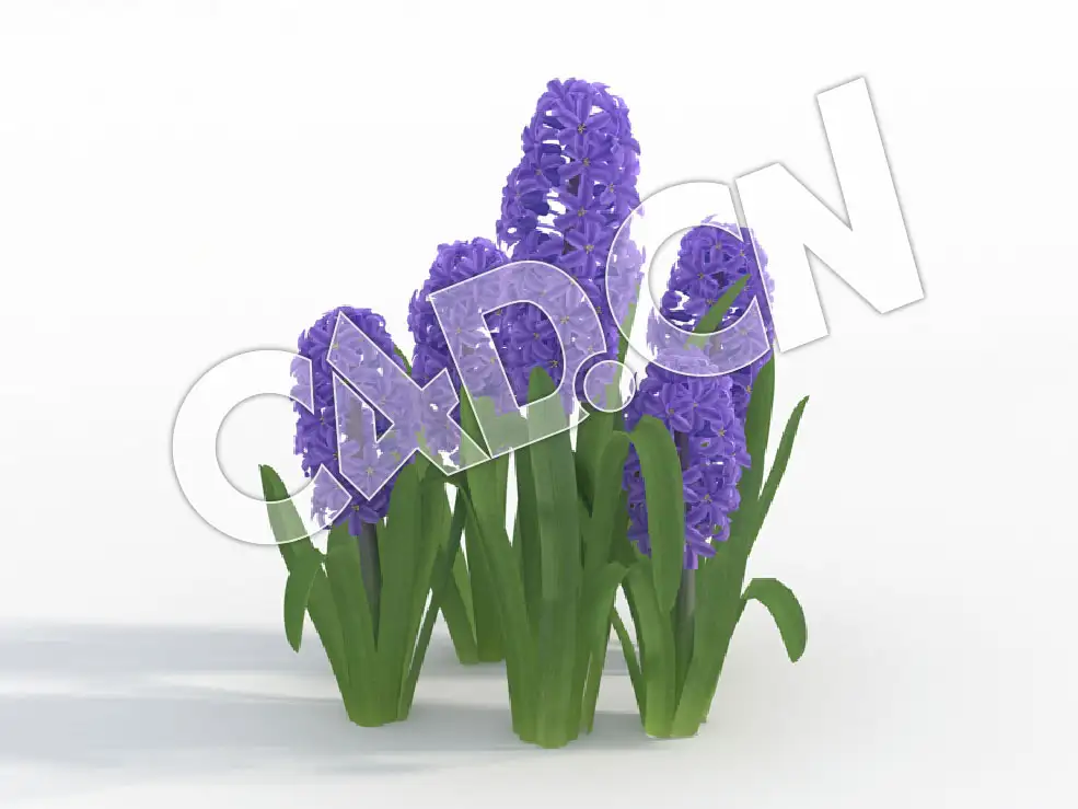 C4D蓝色风信子模型 Hyacinthus_J