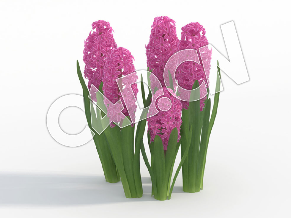 C4D紫色风信子模型 Hyacinthus_K - C4D之家 - 51.jpg