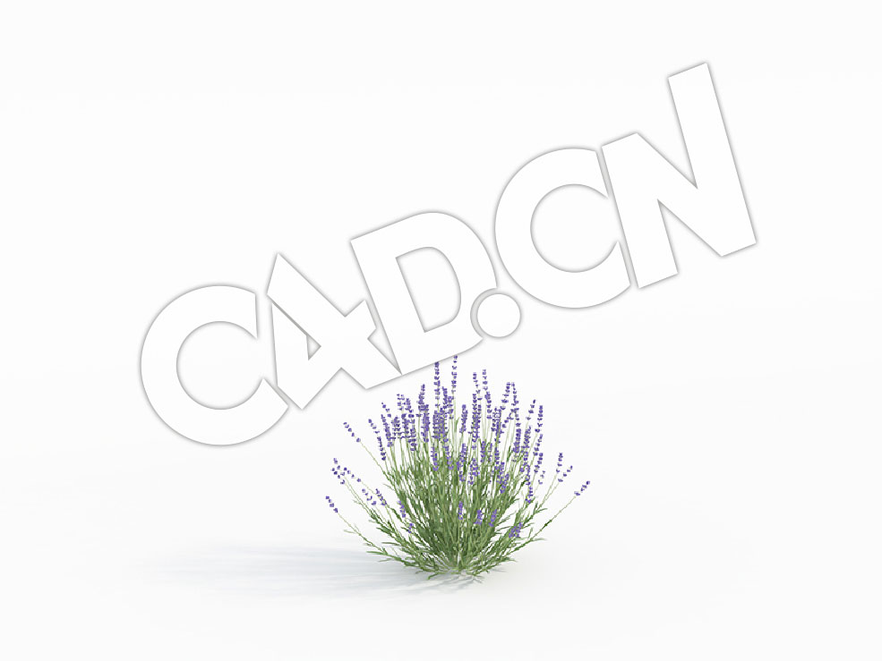 C4D薰衣草花卉模型 Lavandula_A