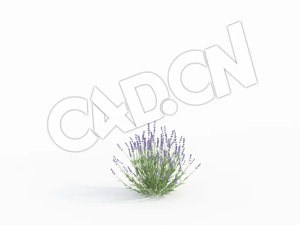 C4D薰衣草花卉模型 Lavandula_A - C4D之家 - 52.jpg