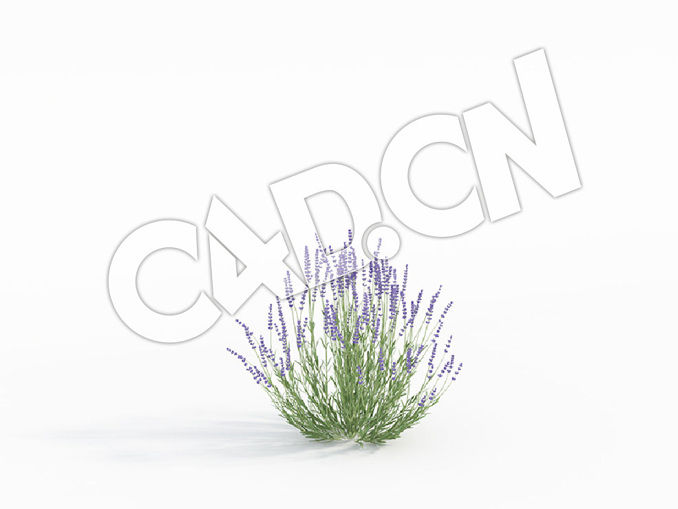 C4D紫色草花薰衣草花卉模型 Lavandula_B