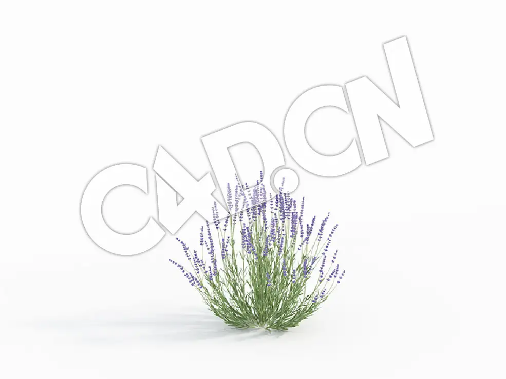 C4D紫色草花薰衣草花卉模型 Lavandula_B - C4D之家 - 53.jpg