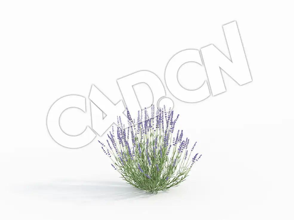 C4D香水植物薰衣草模型 Lavandula_C - C4D之家 - 54.jpg