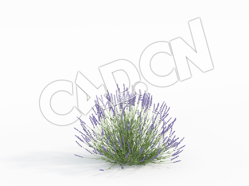 C4D灵香草薰衣草模型 Lavandula_D