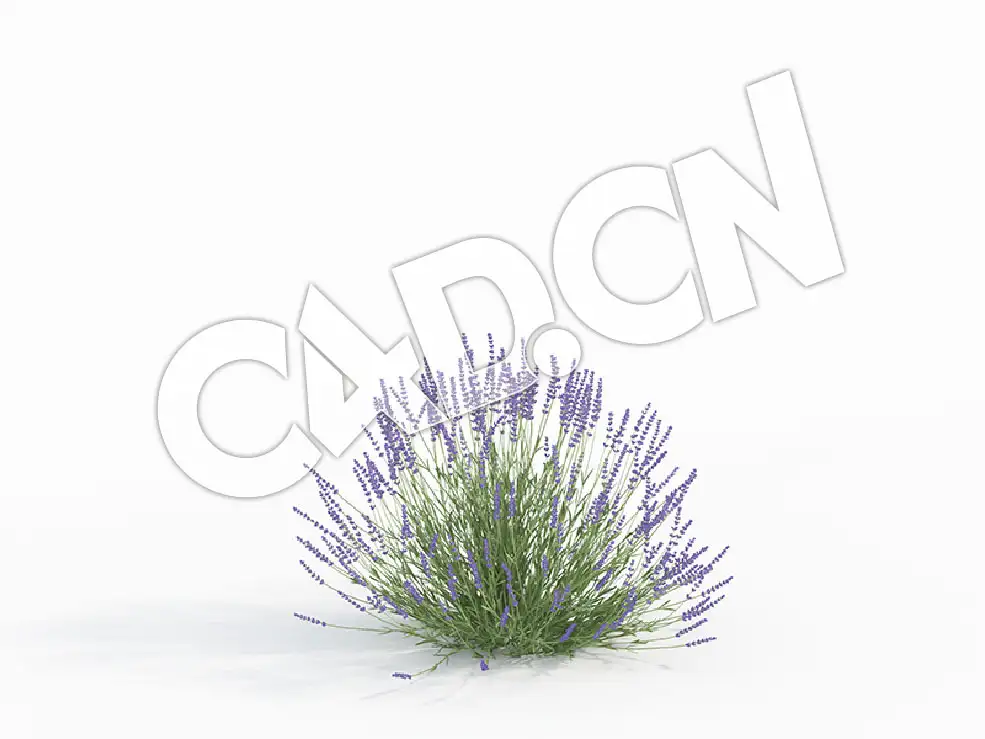 C4D灵香草薰衣草模型 Lavandula_D - C4D之家 - 55.jpg