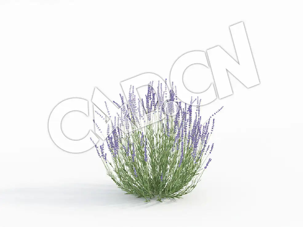 C4D黄香草薰衣草模型 Lavandula_F - C4D之家 - 57.jpg