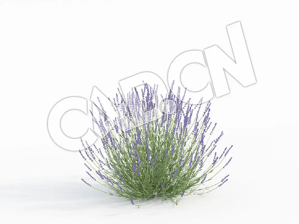C4D薰衣草花卉模型 Lavandula_G - C4D之家 - 58.jpg