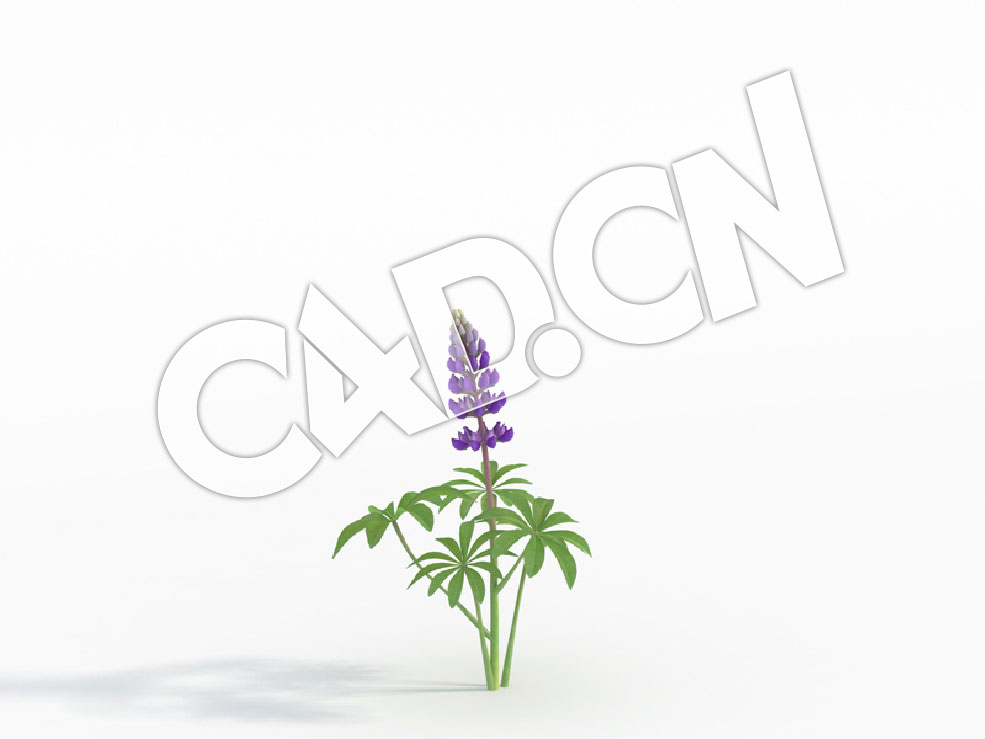 C4D紫色羽扇豆鲁冰花模型 Lupinus_A - C4D之家 - 62.jpg