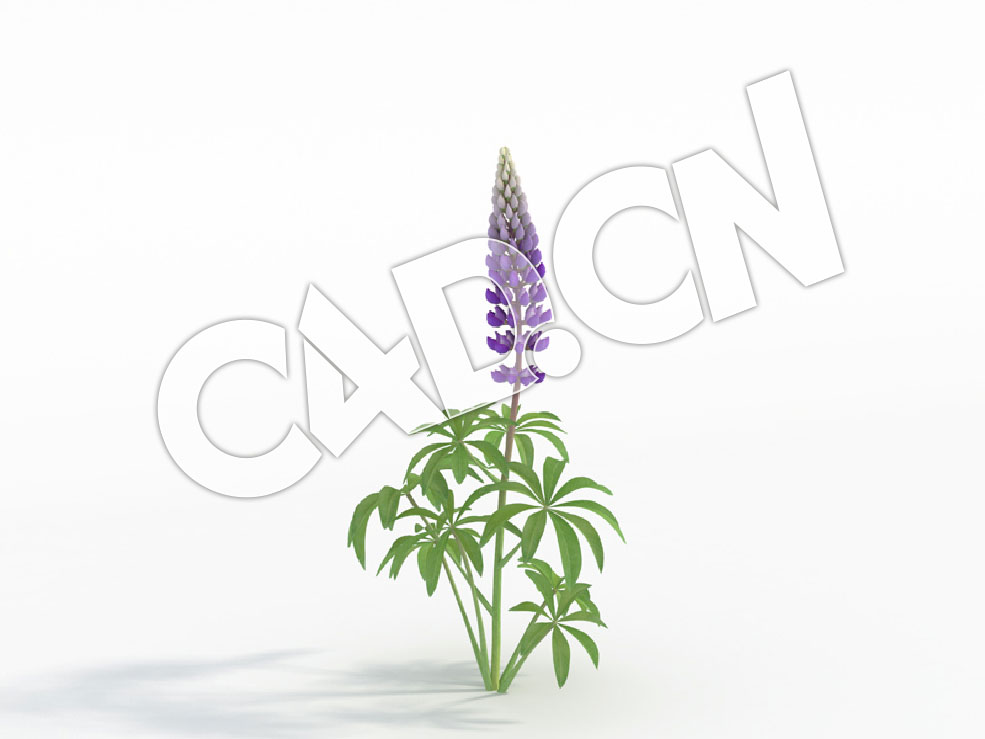 C4D一株紫色鲁冰花模型 Lupinus_E - C4D之家 - 66.jpg